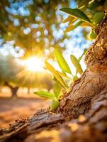 Olive tree with sun shining through the leaves photo