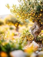 An olive tree with ripe fruit in the field photo