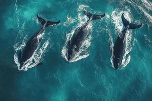 Aerial view of three black whales swimming on the surface of the water. Generated by artificial intelligence photo
