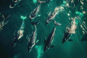 Aerial view of a group of whales migrating in the ocean. Generated by artificial intelligence photo