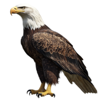 Majestic Bald Eagle with Sharp Eyes and Detailed Feathers png