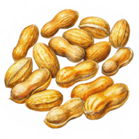Tasty peanuts scattered in a random pattern on transparent background png