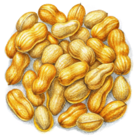 Crunchy peanuts randomly scattered on transparent background png