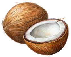 Half coconut shell flying in motion on transparent background png