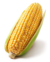 Naturally ripened golden corn cobs with a warm glow on transparent background png