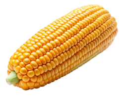 Shiny golden corn cobs with organic texture on transparent background png