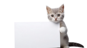 Cute Cat Presenting Empty Paper on Transparent. Advertising, Content Space png