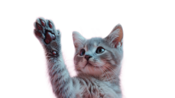 Adorable Cat Raising Paw for a High Five on Transparent Background. Cute, Playful, Kitten png