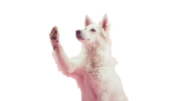 Happy Dog Raising Paw for High Five on Transparent Background Cute and Cheerful Pet png
