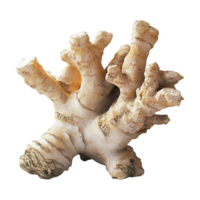ginger root on a transparent background png