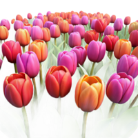 beautiful classic A Field of Tulips in Full Bloom Vibrant authentic png