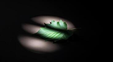 A single green leaf elegantly sits in a soft spotlight, casting a dreamy shadow on a dark background photo