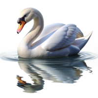 extraordinary contemporary A Graceful Swan Gliding Across a Still L authentic png