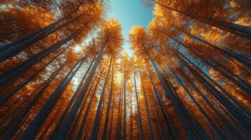 A forest with tall trees in the fall photo