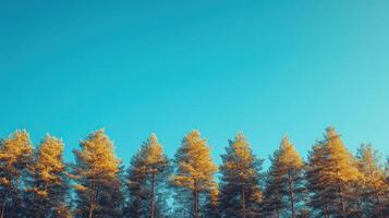 A group of trees in the forest with a blue sky photo