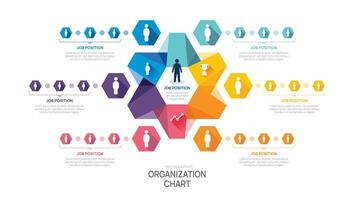 organization chart Infographic hexagon template for business avatar icons. vector