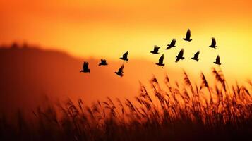 Silhouette of birds flying over grass fields during a golden sunset in a serene landscape photo