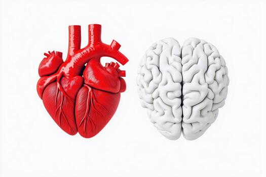 3D Illustration of a Human Heart and Brain Side by Side on White Background photo