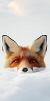 Curious Red Fox Peeking from Snow with Bright Eyes and Playful Expression photo