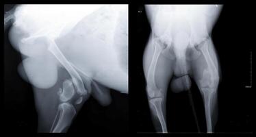 Veterinary x-ray scan highlights hip region in crisp grayscale, scan uncovering subtle joint conditions, scan guiding medical team toward strategic orthopedic approach and improved dog mobility photo