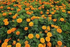 Marigold blooms create lively tapestry of orange hues, marigold glow symbolizing warmth in crisp fall air, marigold presence enhancing garden charm, boosting cheerful seasonal appeal photo