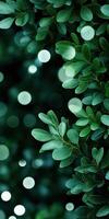 Lush green leaves with soft glowing bokeh background creating a serene natural aesthetic photo