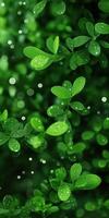 Vibrant green leaves with dewdrops and soft bokeh background creating a fresh natural look photo