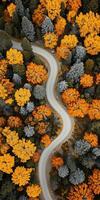 Aerial View of a Winding Road Through Dense Autumn Forest with Vibrant Foliage photo