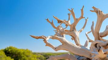 Twisted Dry Tree Branches Against Blue Sky, Unique Natural Texture photo