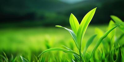 Fresh Green Plant Leaf Close-Up in Nature, Eco-Friendly and Growth Concept photo