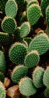 Cluster of Green Cacti with Sharp Spines, Desert Plant Close-Up Nature Botanical photo