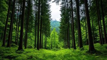 Dense Green Forest with Tall Trees, Symbolizing Nature, Tranquility, and Conservation photo