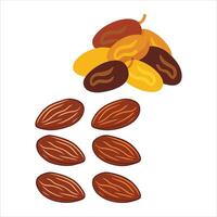 Elegant Piles of Dried Dates Realistic design Illustration vector