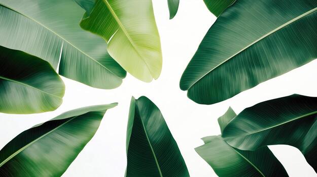 op View of Tropical Banana Leaves with Bright Green Hues, Ideal for Nature, Botanical, and Background Design Projects photo