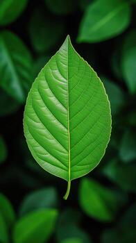 Macro Shot of Vibrant Green Leaf, Concept of Nature and Organic Patterns, Close-Up of Natural Texture photo