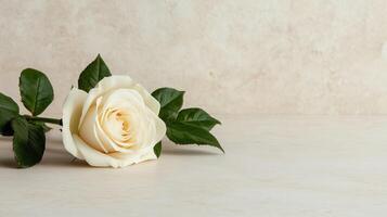 A single white rose on a table with green leaves photo