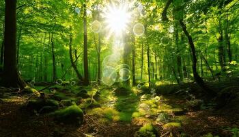 The sun shines through the trees in a green forest photo