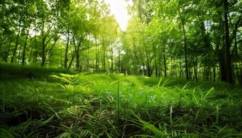 Green forest with sun shining through the trees photo