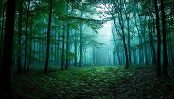 A dark forest with trees and grass photo