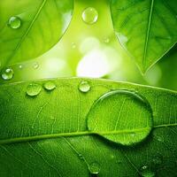 Green leaf with water droplets on it photo