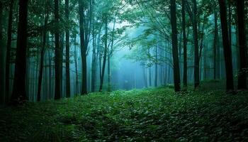 A green forest with trees and grass photo