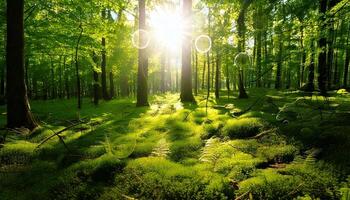 The sun shines through the trees in a green forest photo