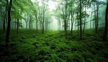 A green forest with trees and ferns photo