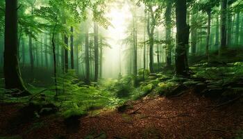 A forest with trees and green grass photo