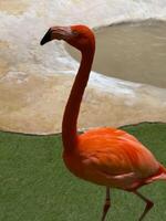 a flamingo vivid pink color and elegant posture, standing gracefully in a serene environment, symbolizing beauty, grace photo