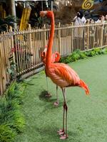 a flamingo bird, vivid pink color and elegant posture, standing gracefully in a serene environment, symbolizing beauty, grace photo