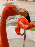flamingo bird, vivid pink color and elegant posture, standing gracefully in a serene photo