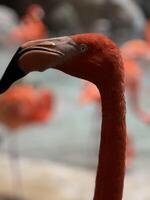 a flamingo bird, vivid pink color and elegant posture, standing gracefully in a serene environment, symbolizing beauty, grace, and the vibrant nature of wildlife photo