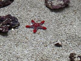 a vibrant red starfish resting on the sandy bottom of the sea photo