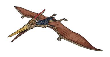 A pterosaur in flight, isolated on a white background vector